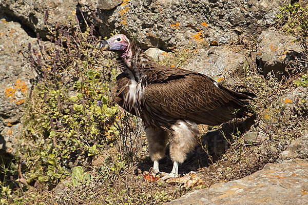 Ohrengeier (Aegypius tracheliotus)