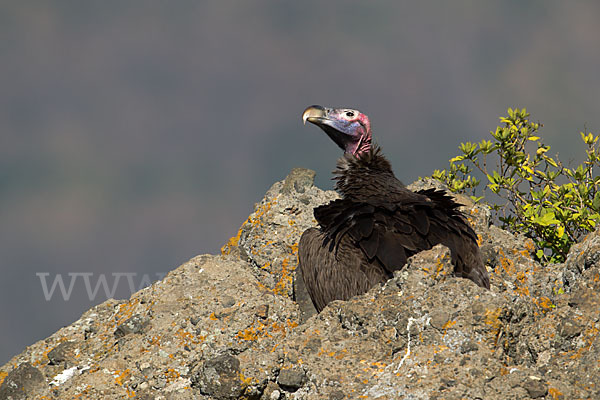 Ohrengeier (Aegypius tracheliotus)