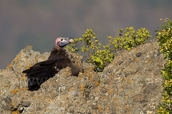 Ohrengeier (Aegypius tracheliotus)