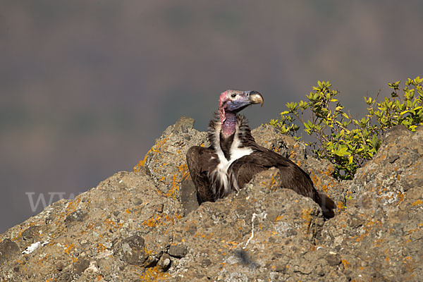 Ohrengeier (Aegypius tracheliotus)