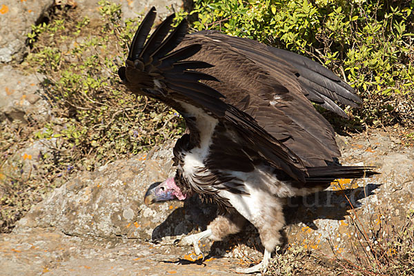 Ohrengeier (Aegypius tracheliotus)