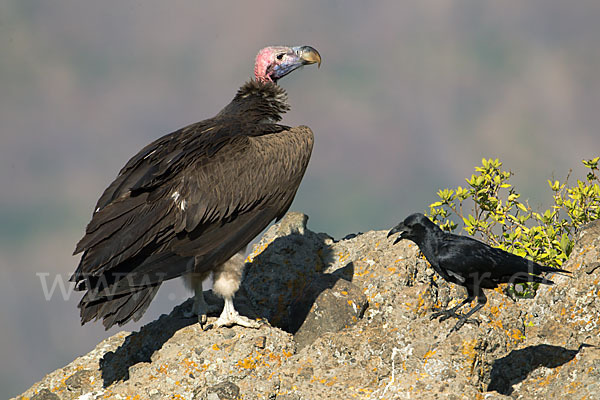 Ohrengeier (Aegypius tracheliotus)