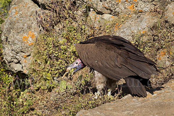 Ohrengeier (Aegypius tracheliotus)