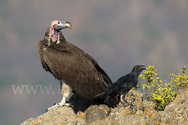 Ohrengeier (Aegypius tracheliotus)