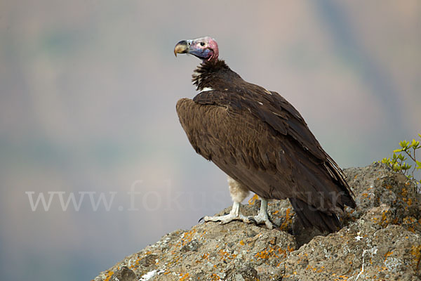 Ohrengeier (Aegypius tracheliotus)