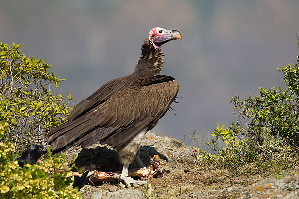 Ohrengeier (Aegypius tracheliotus)