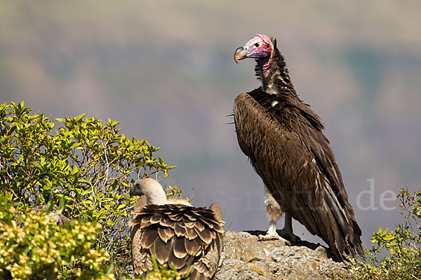 Ohrengeier (Aegypius tracheliotus)