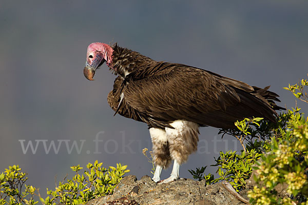 Ohrengeier (Aegypius tracheliotus)