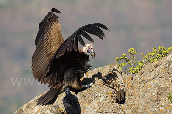 Ohrengeier (Aegypius tracheliotus)