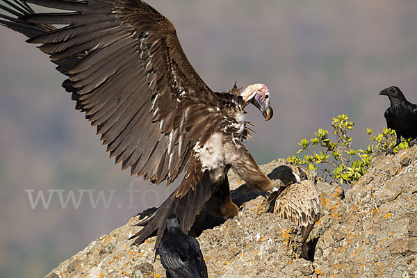 Ohrengeier (Aegypius tracheliotus)