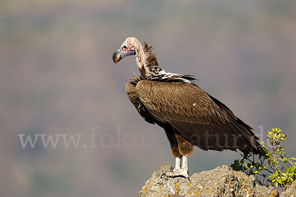 Ohrengeier (Aegypius tracheliotus)