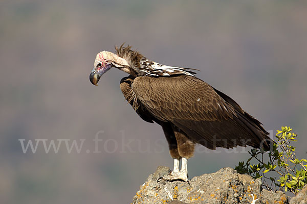 Ohrengeier (Aegypius tracheliotus)