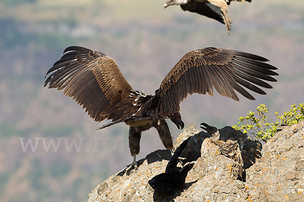 Ohrengeier (Aegypius tracheliotus)