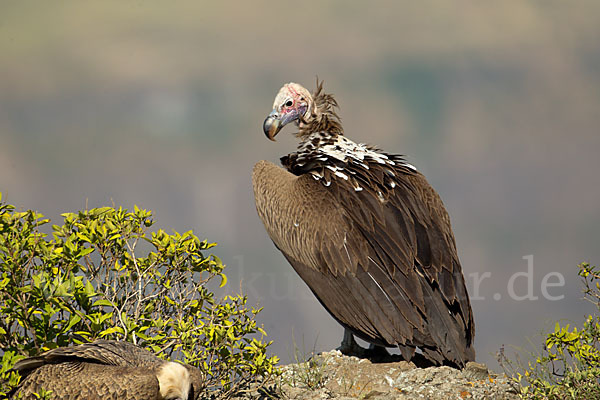 Ohrengeier (Aegypius tracheliotus)