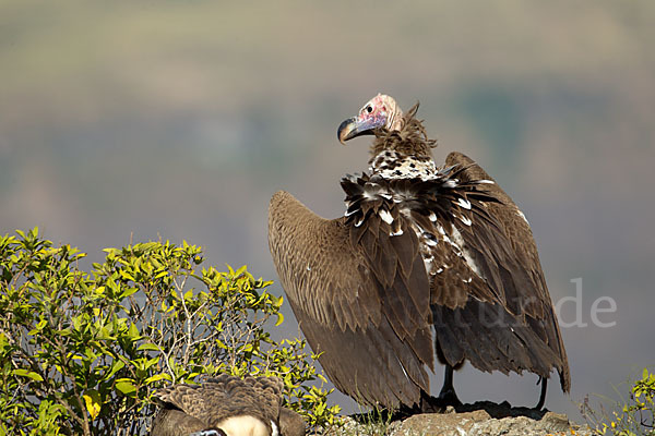 Ohrengeier (Aegypius tracheliotus)