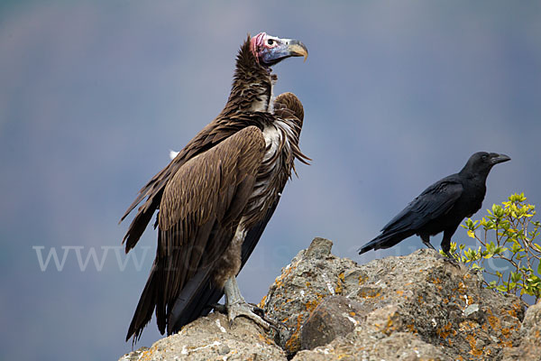 Ohrengeier (Aegypius tracheliotus)