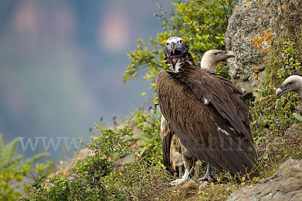 Ohrengeier (Aegypius tracheliotus)