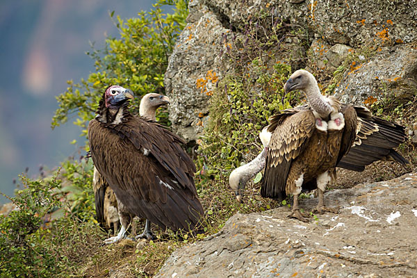 Ohrengeier (Aegypius tracheliotus)