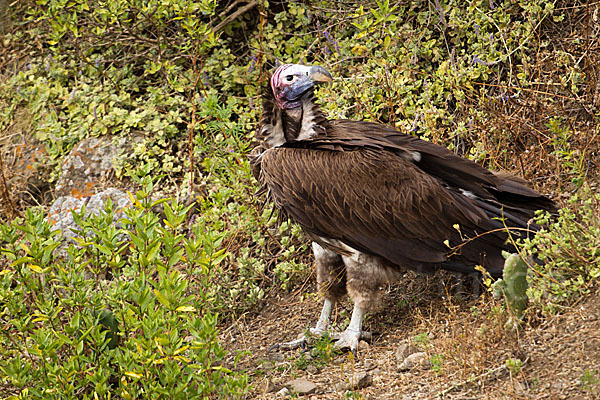 Ohrengeier (Aegypius tracheliotus)