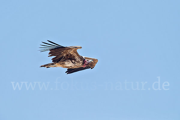 Ohrengeier (Aegypius tracheliotus)