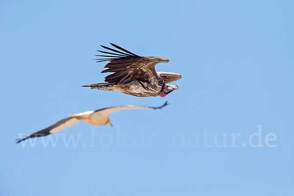 Ohrengeier (Aegypius tracheliotus)