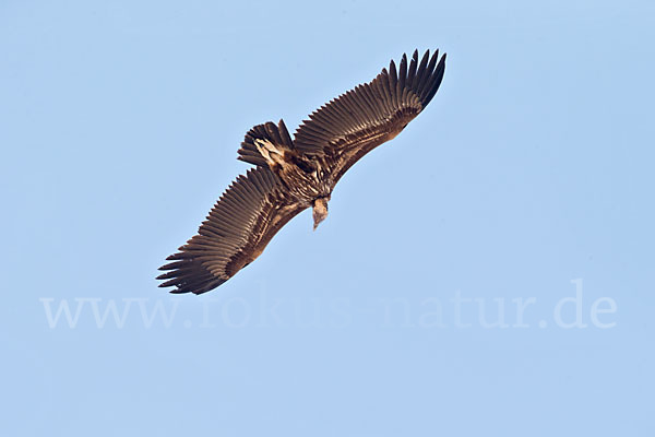 Ohrengeier (Aegypius tracheliotus)