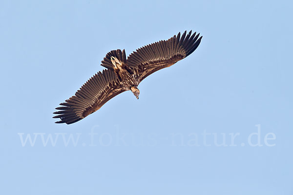 Ohrengeier (Aegypius tracheliotus)