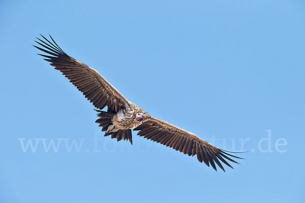 Ohrengeier (Aegypius tracheliotus)