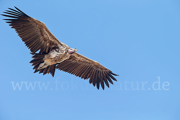 Ohrengeier (Aegypius tracheliotus)