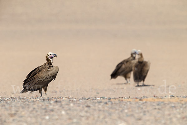 Ohrengeier (Aegypius tracheliotus)