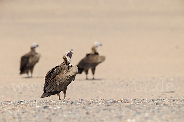 Ohrengeier (Aegypius tracheliotus)