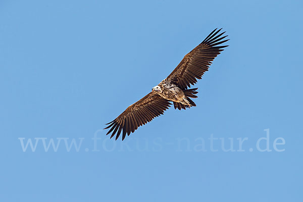 Ohrengeier (Aegypius tracheliotus)