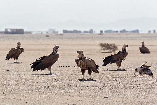 Ohrengeier (Aegypius tracheliotus)