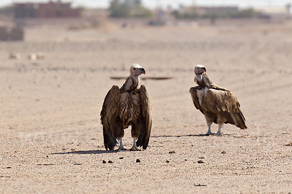 Ohrengeier (Aegypius tracheliotus)