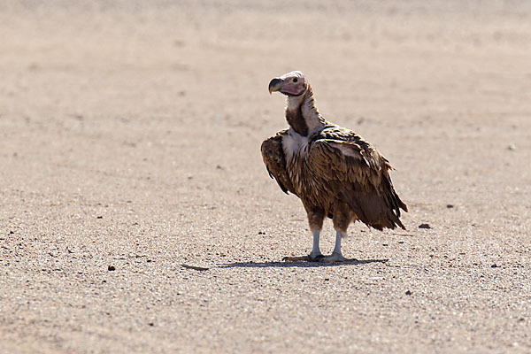 Ohrengeier (Aegypius tracheliotus)