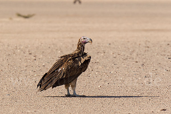 Ohrengeier (Aegypius tracheliotus)