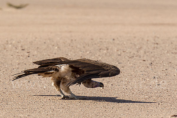 Ohrengeier (Aegypius tracheliotus)