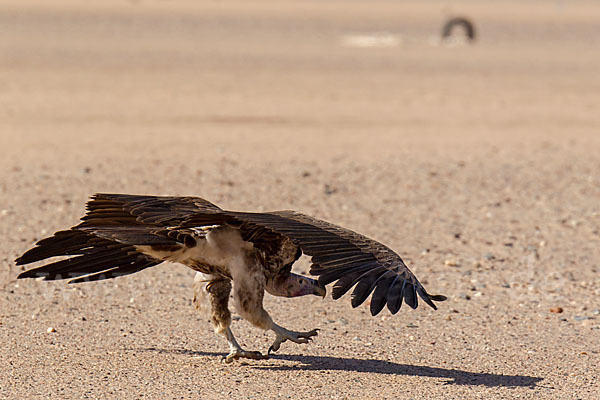 Ohrengeier (Aegypius tracheliotus)