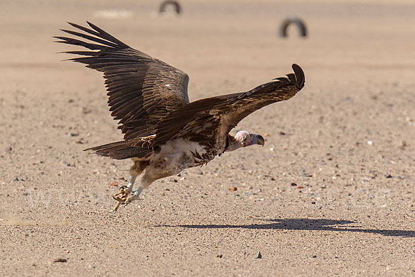 Ohrengeier (Aegypius tracheliotus)