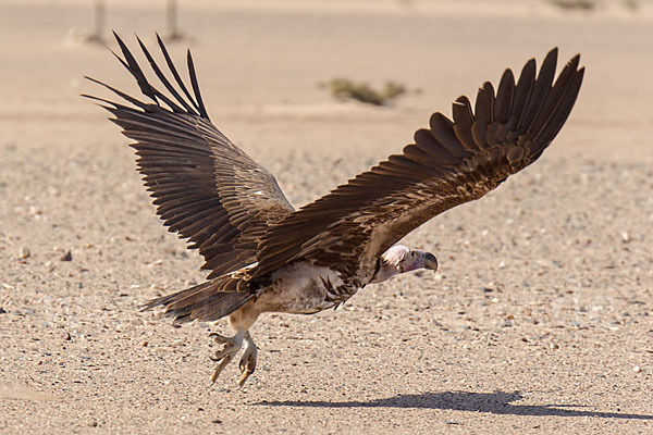 Ohrengeier (Aegypius tracheliotus)