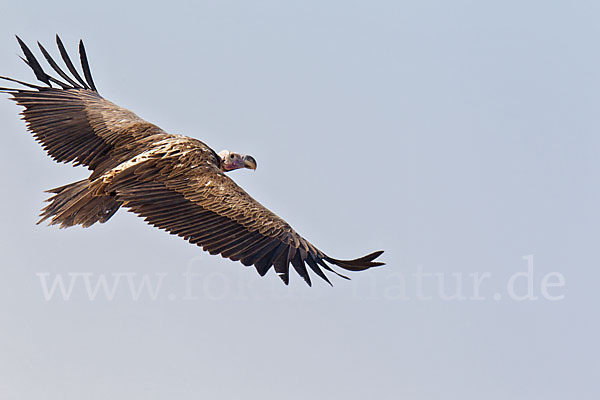 Ohrengeier (Aegypius tracheliotus)