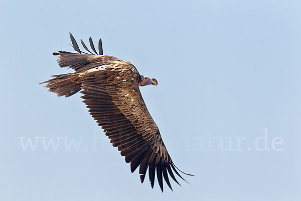 Ohrengeier (Aegypius tracheliotus)