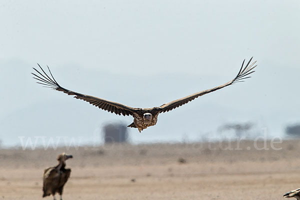 Ohrengeier (Aegypius tracheliotus)