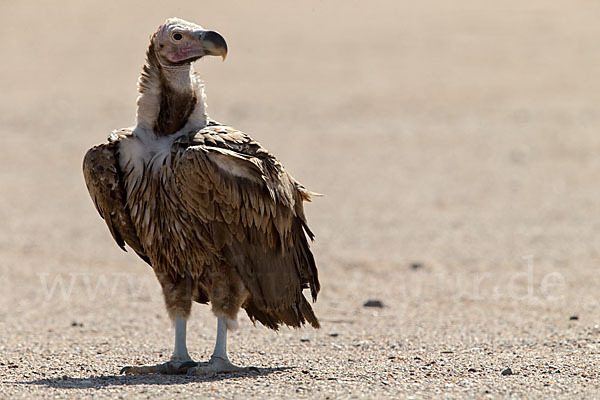 Ohrengeier (Aegypius tracheliotus)