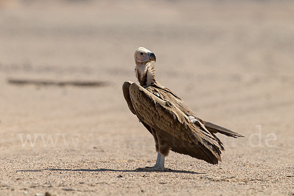 Ohrengeier (Aegypius tracheliotus)