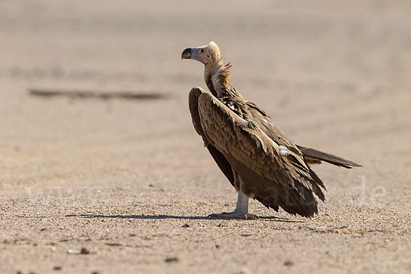 Ohrengeier (Aegypius tracheliotus)