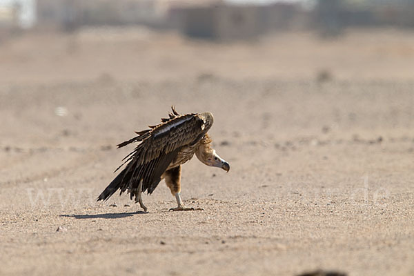 Ohrengeier (Aegypius tracheliotus)