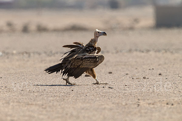 Ohrengeier (Aegypius tracheliotus)