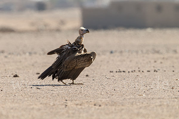 Ohrengeier (Aegypius tracheliotus)