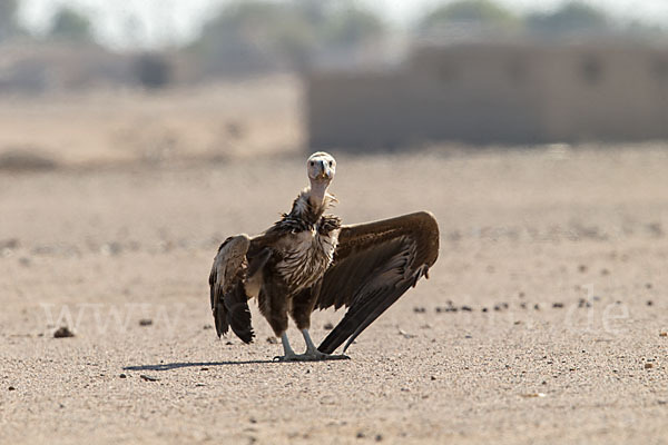 Ohrengeier (Aegypius tracheliotus)